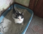 Кошки в Подольске: Котёнок с улицы Дизюкова Мальчик, Бесплатно - фото 1