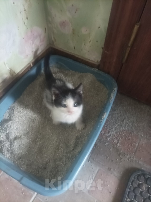 Кошки в Подольске: Котёнок с улицы Дизюкова Мальчик, Бесплатно - фото 1