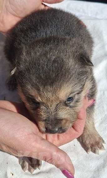 Собаки в Солнечногорске: Отдам щенка в добрые руки Мальчик, Бесплатно - фото 10
