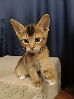 Абиссинский котёнок девочка