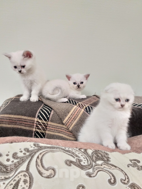Кошки в Воронеже: Шотландские котята Девочка, 10 000 руб. - фото 1