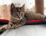 Кошки в Москве: Котенок Полосочка ищет дом Девочка, Бесплатно - фото 1