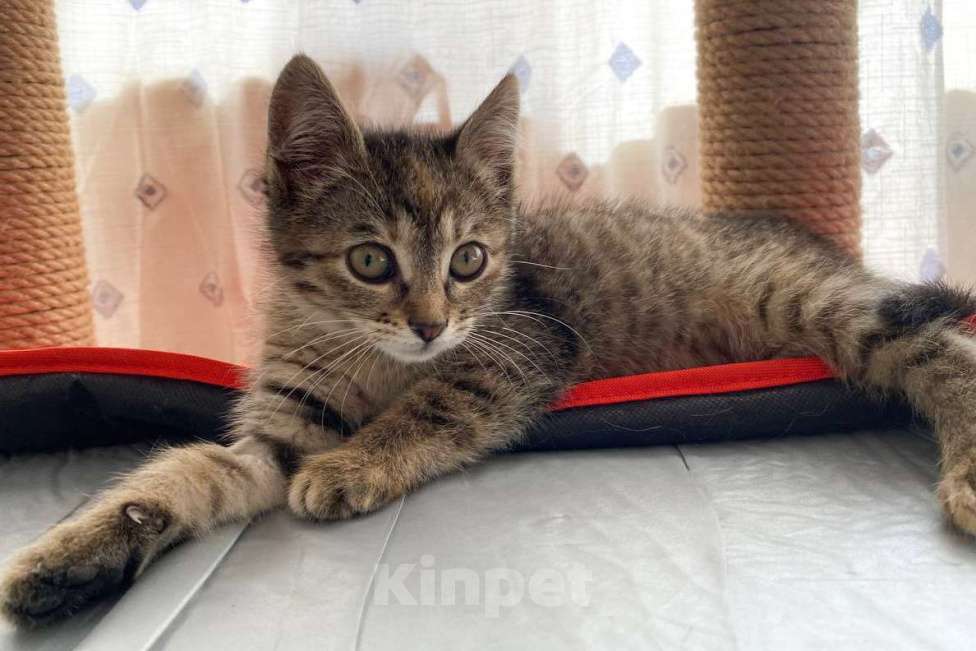 Кошки в Москве: Котенок Полосочка ищет дом Девочка, Бесплатно - фото 1