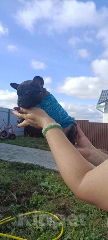 Собаки в Белгороде: французский бульдог  Мальчик, Бесплатно - фото 7