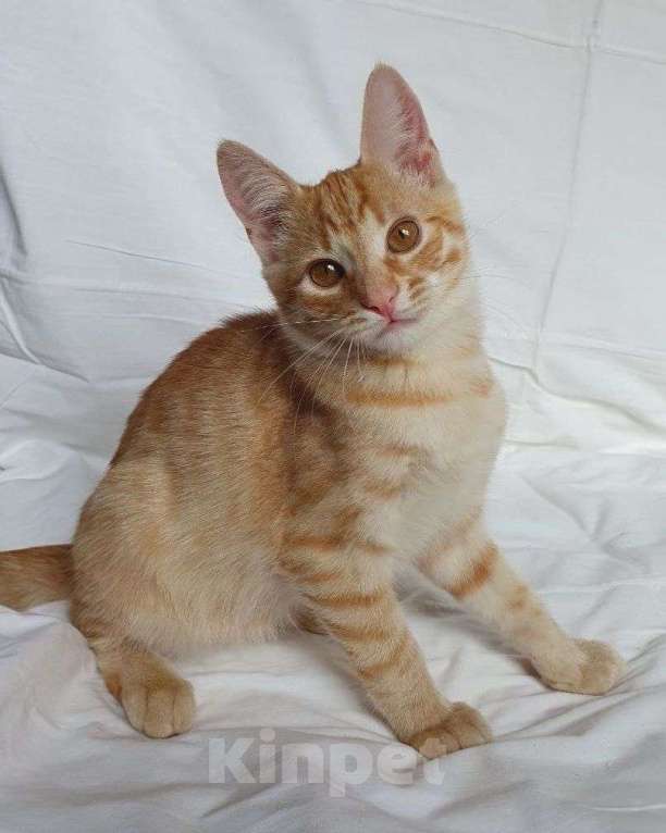 Кошки в Москве: Рыжий котенок в добрые руки! Мальчик, Бесплатно - фото 1