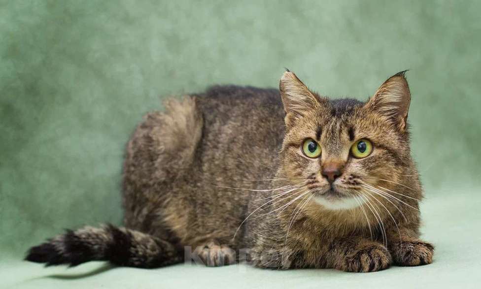 Кошки в Москве: Симона ищет хозяина ❤️‍🩹 Девочка, Бесплатно - фото 2