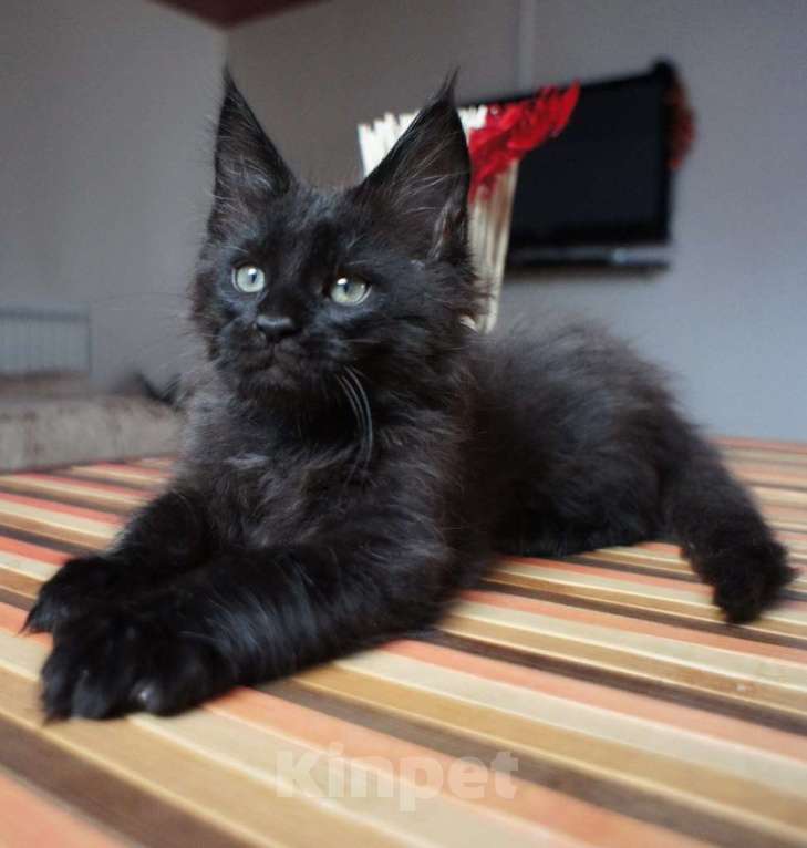 Кошки в Химках: Котята мейкуны полидакты Мальчик, Бесплатно - фото 3