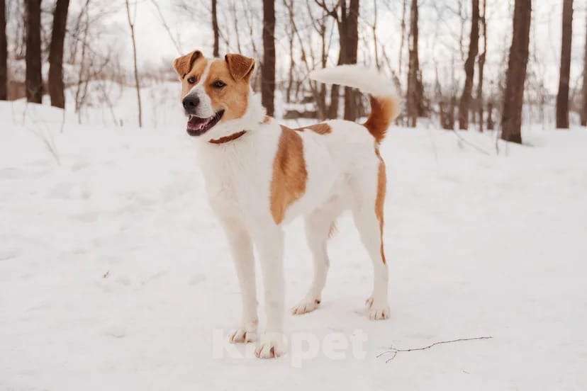 Собаки в Москве: Джайв Мальчик, Бесплатно - фото 5