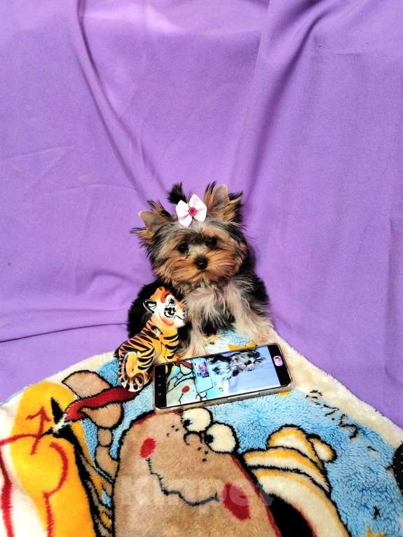 Собаки в Москве: Йоркширский терьер мини девочка Девочка, 80 000 руб. - фото 2