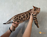 Кошки в Москве: Бенгальский котенок Мальчик, 55 000 руб. - фото 3