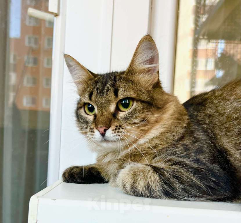 Кошки в Москве: Котик Крендель - пушистик в добрые руки Мальчик, Бесплатно - фото 5