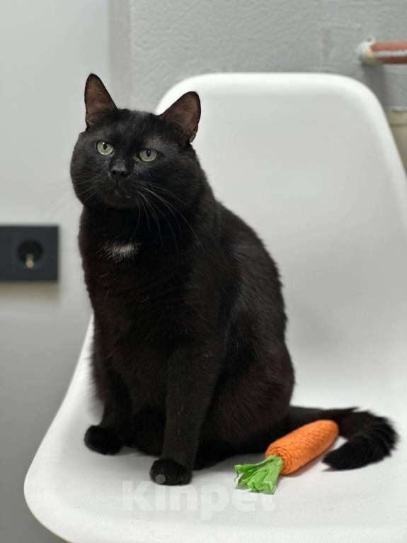 Кошки в Москве: Подарите дом Ласкуше Мальчик, Бесплатно - фото 4