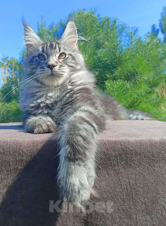 Кошки в Москве: Котенок породы мейн-кун  Мальчик, 90 000 руб. - фото 2