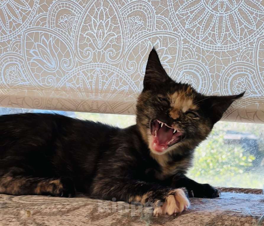 Кошки в Москве: Черепашка мейн-кун котенок Девочка, 25 000 руб. - фото 4