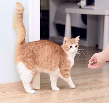 Объявление: Шилопопый рыжий кот Шустрик ищет дом, Бесплатно, Москва