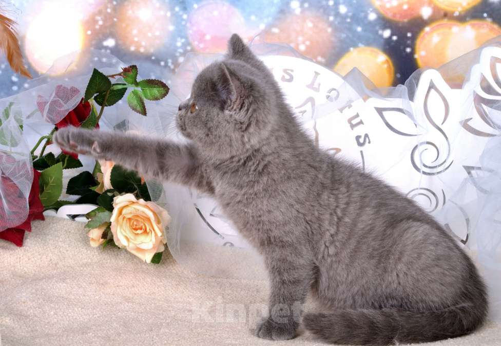 Кошки в Санкт-Петербурге: Британский котик классического голубого окраса Мальчик, 60 000 руб. - фото 5