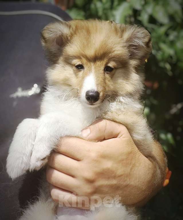 Собаки в Краснодаре: Рыжая девочка  Девочка, Бесплатно - фото 2