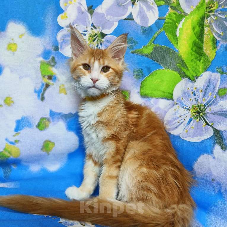 Кошки в Москве: Котёнок Мейн-Кун Девочка Девочка, 50 000 руб. - фото 6