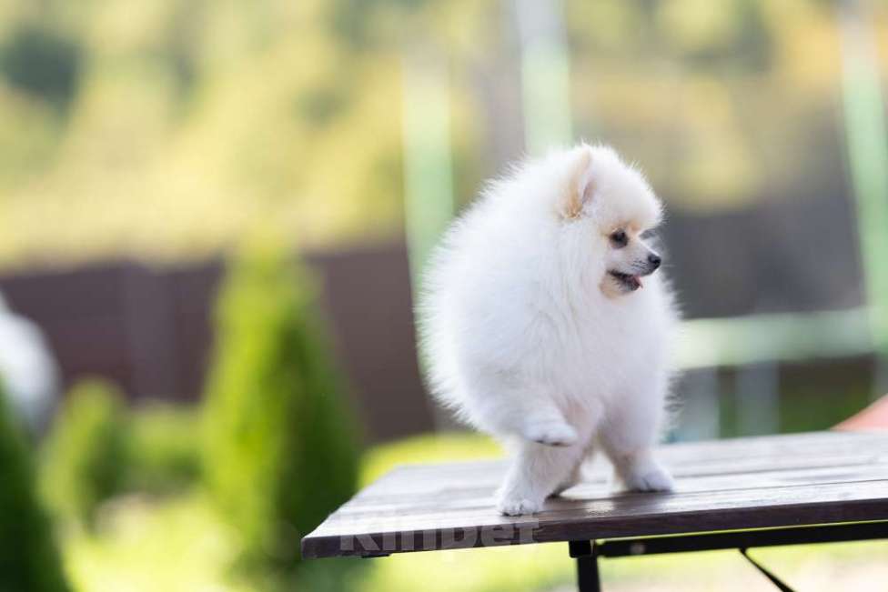 Собаки в других городах Московской области: Мальчик Тишка Мальчик, 30 000 руб. - фото 2