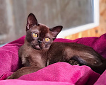 Кошки в Ростове-на-Дону: Европейская Бурма котята Девочка, Бесплатно - фото 8
