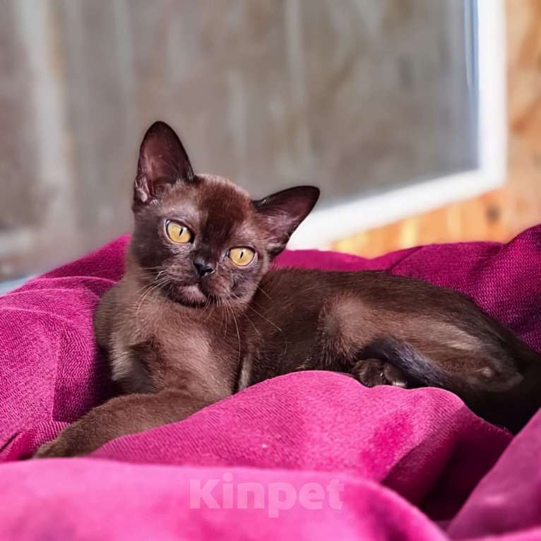 Кошки в Ростове-на-Дону: Европейская Бурма котята Девочка, Бесплатно - фото 8