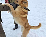Собаки в Москве: Красивый, умный молодой домашний пес Майор ищет дом Мальчик, 10 руб. - фото 6