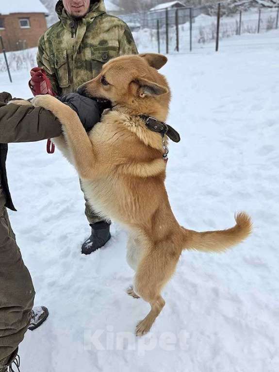 Собаки в Москве: Красивый, умный молодой домашний пес Майор ищет дом Мальчик, 10 руб. - фото 6