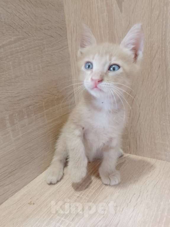 Кошки в Ростове-на-Дону: Персиковый мальчишка Мальчик, 1 руб. - фото 2