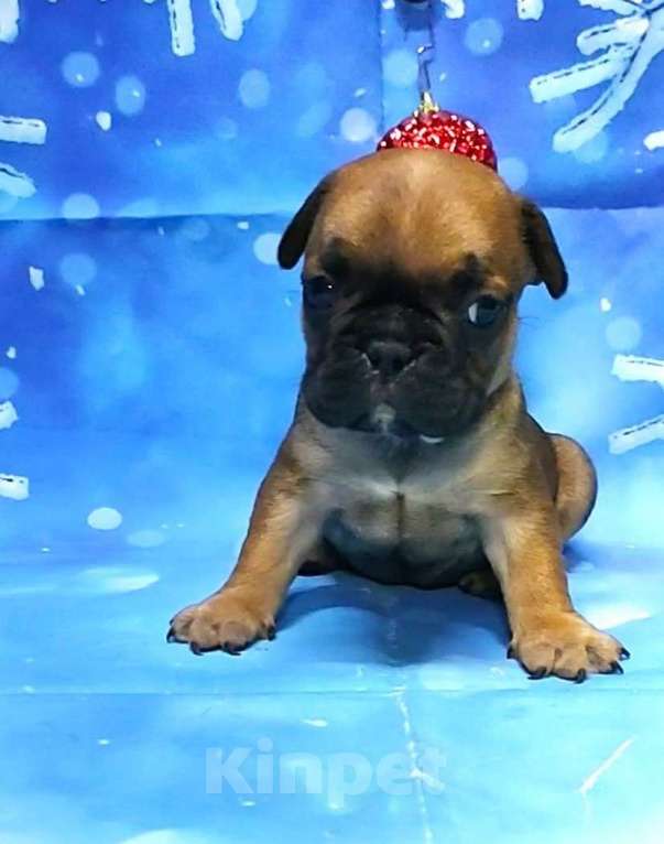 Собаки в Красноармейске: Щенки французкого бульдога Мальчик, 30 000 руб. - фото 1