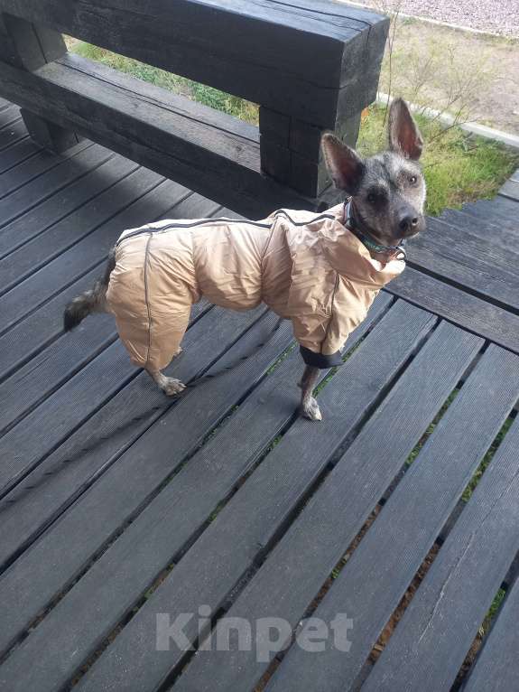 Собаки в Санкт-Петербурге: отдам собаку в добрые руки Девочка, Бесплатно - фото 2