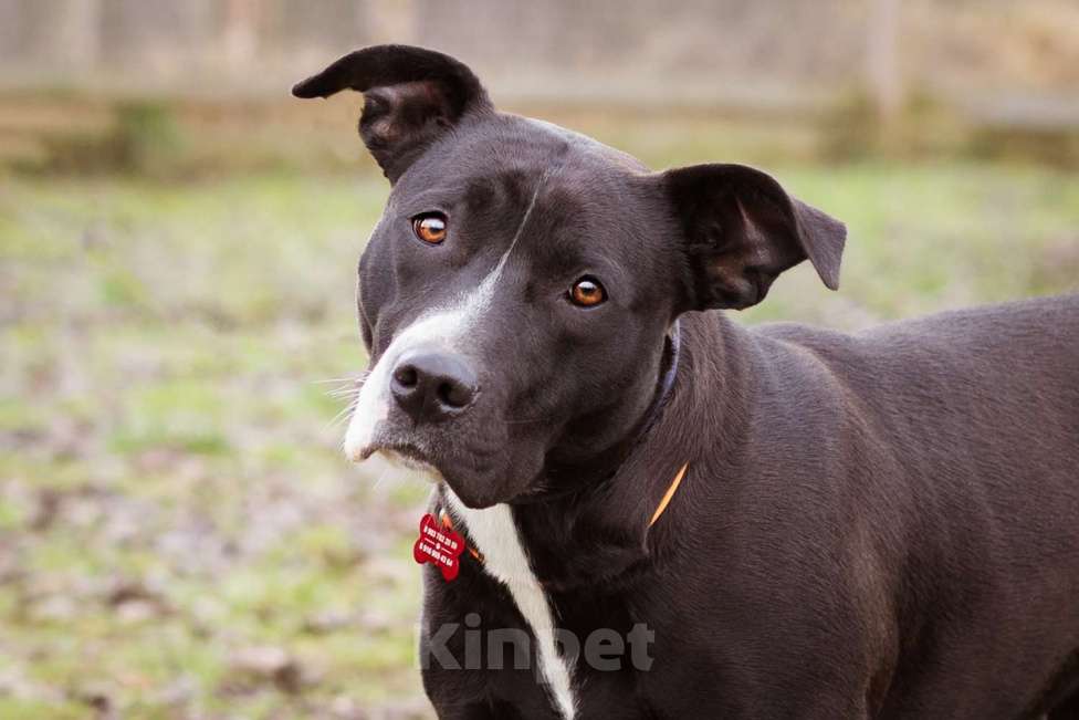 Собаки в Москве: Молодая, послушная, добрая девочка. Бывшедомашняя собака в приюте Девочка, Бесплатно - фото 7