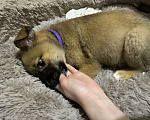 Собаки в Тольятти: Щеночек в добрые руки Девочка, Бесплатно - фото 1
