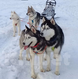 Собаки в других городах Ростовской области: Хаски красавчик! Мальчик, Бесплатно - фото 8