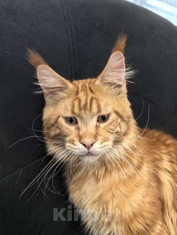 Кошки в Адыгейске: Мейн-кун в любимки мальчик 9 месяцев Мальчик, 30 000 руб. - фото 3