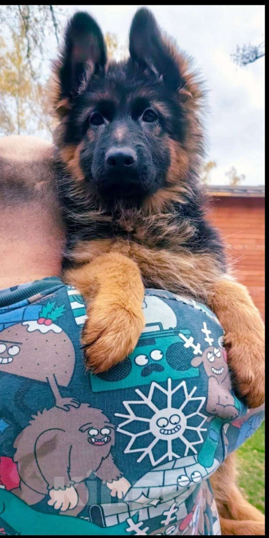 Собаки в Москве: Элитные щенки немецкой овчарки длиношерстные Девочка, 40 000 руб. - фото 8