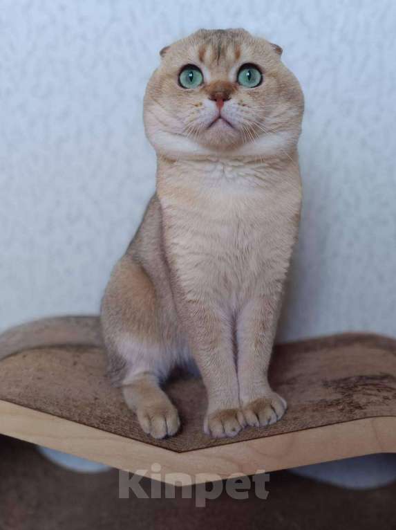Кошки в Самаре: Шотландские котята (золотая шиншилла) Разнополые, 25 000 руб. - фото 9