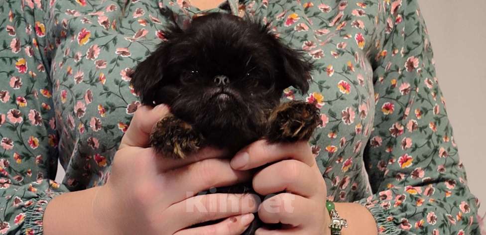 Собаки в Санкт-Петербурге: Бест Мальчик, 45 000 руб. - фото 1