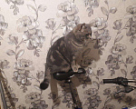 Кошки в Ижевске: Вязка шотландский котик, 800 руб. - фото 2