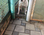 Собаки в Краснодаре: Питбуль вязка, 1 руб. - фото 1