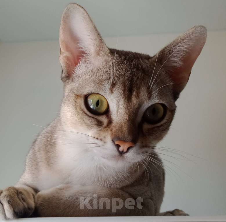 Кошки в Ростове-на-Дону: Замурчательный молодой котик Мальчик, 55 000 руб. - фото 1