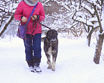 Собаки в Видном: Гюль, метис алабая, 3 года Девочка, Бесплатно - фото 6
