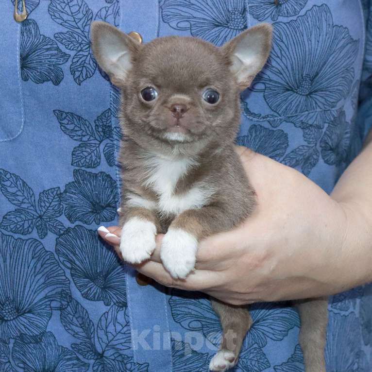 Собаки в Москве: Лиловая красотка чихуахуа Девочка, 100 000 руб. - фото 1