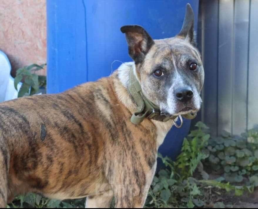 Собаки в Люберцах: Очень нужен дом нежному Баксу Мальчик, Бесплатно - фото 4