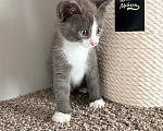 Кошки в Калининграде: Мультяшной внешности котик  Том😺 Мальчик, Бесплатно - фото 2