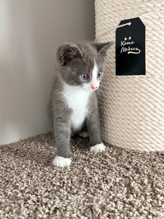 Кошки в Калининграде: Мультяшной внешности котик  Том😺 Мальчик, Бесплатно - фото 2