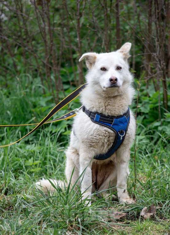 Собаки в Всеволожске: Белла 2 из приюта в добрые руки Девочка, Бесплатно - фото 6