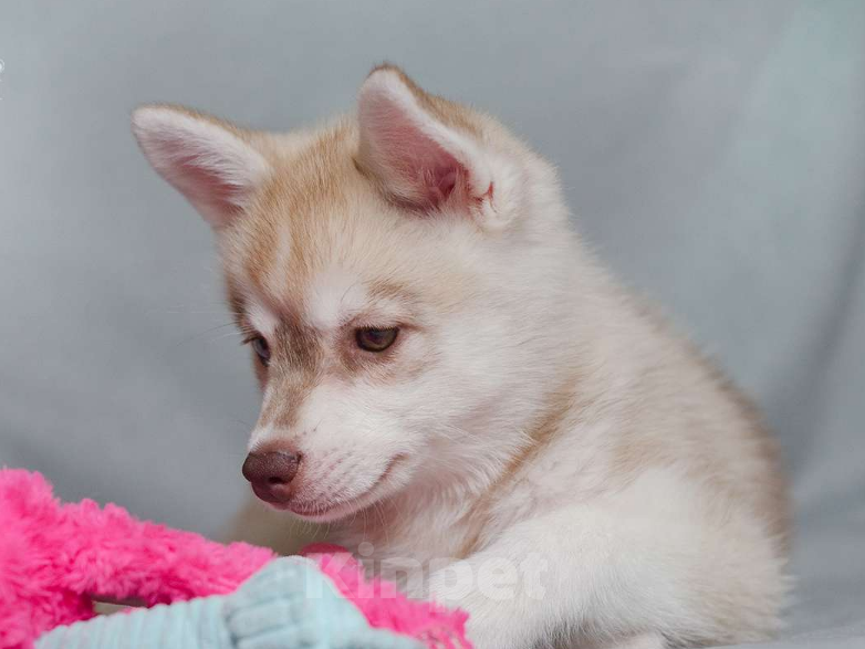 Собаки в других городах Московской области: Очаровательная блондика Девочка, 250 000 руб. - фото 5