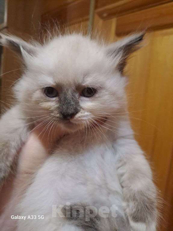 Кошки в Сергиеве Посаде: чудо-кошечка Девочка, Бесплатно - фото 1