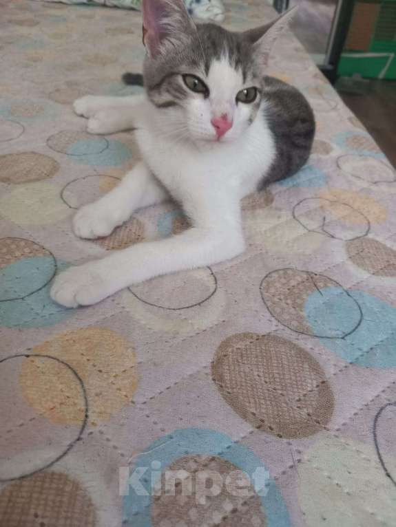 Кошки в Новосибирске: Суперласковый Василек Мальчик, Бесплатно - фото 2