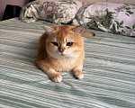 Кошки в Тюмени: Котик британец на вязку с опытом Мальчик, 8 000 руб. - фото 2